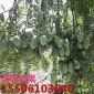 批发枫桥香榧子树苗坚果盆栽香榧树苗香榧小苗南北方种植包邮种子