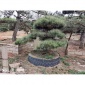 造型黑松 造型油松 黑松盆景 1颗起订 苗圃供应
