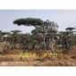 10-35年常绿造型油松黑松 庭院别墅景观造型松 基地供应 鹏盛园林