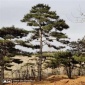 8米高杆造型松 盆景造型松 价格优惠