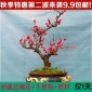 清仓价植物盆景花卉树桩**花盆景苗树桩腊梅花盆栽乌梅包成活