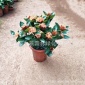 山丹丹花盆栽 仙丹花百日红四季开花植物 盆栽实物 龙船花室内